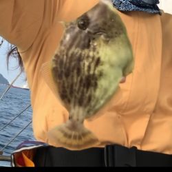 ハプニングカワハギw