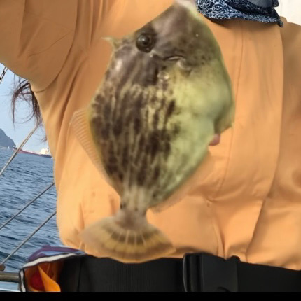 ハプニングカワハギw