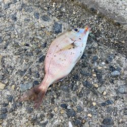 玉野市フェリー乗り場