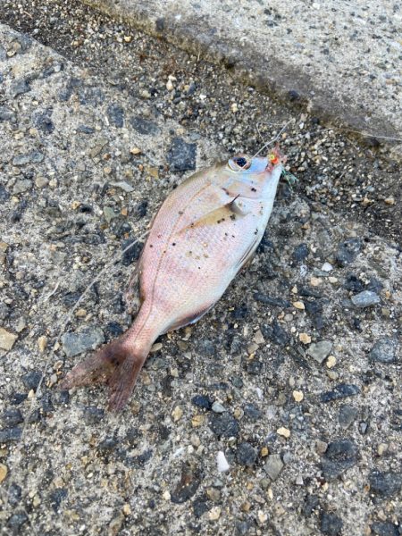 玉野市フェリー乗り場