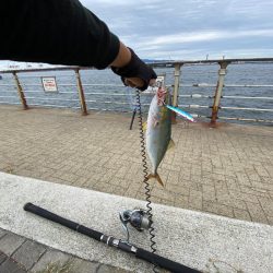 青物釣れてました。