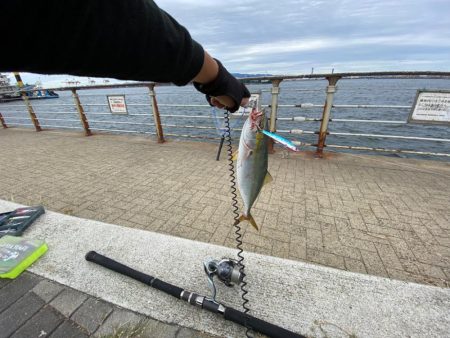 青物釣れてました。