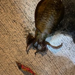 リトリーブエギング