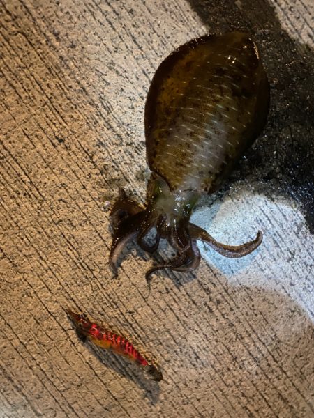 リトリーブエギング