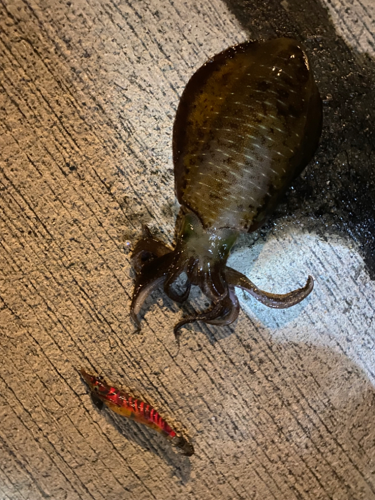 リトリーブエギング