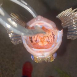 ガシラってきました