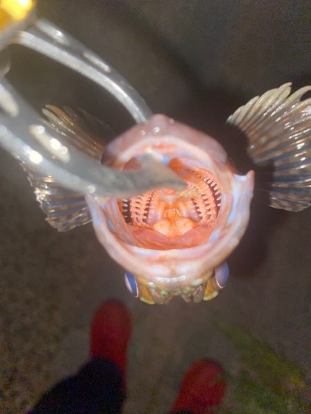 ガシラってきました