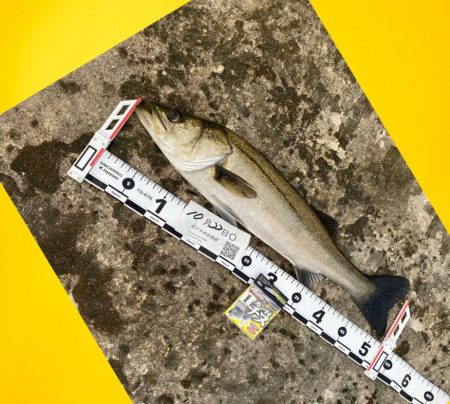 釣り始めは潮の流れ無し、風もない状況。