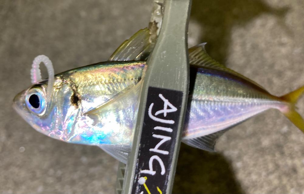 中アジ探しで、豆アジ釣り。