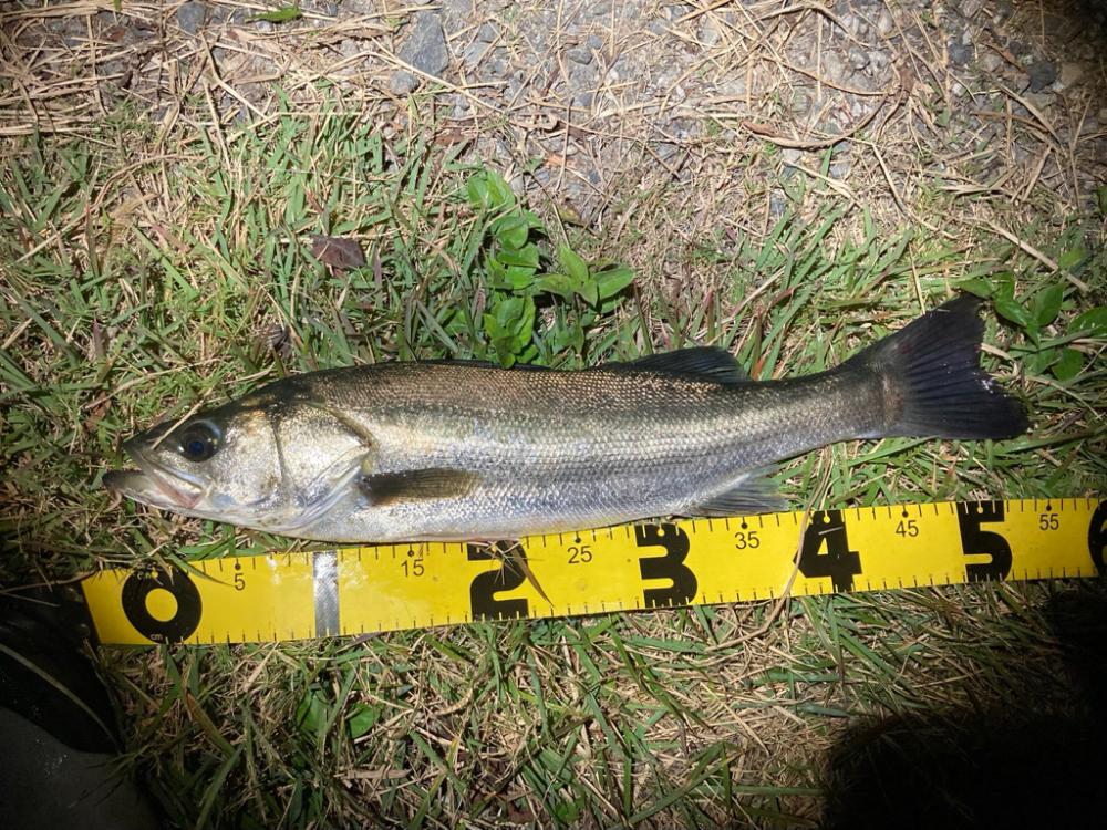 シーバスフィッシング