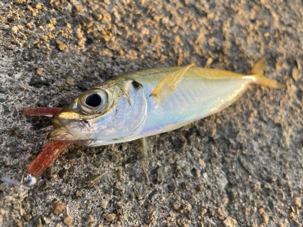 アジング初挑戦