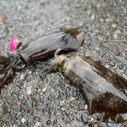 明日から陽気が悪くなるので