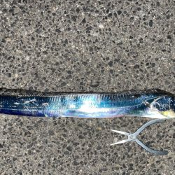 尻尾どこいった