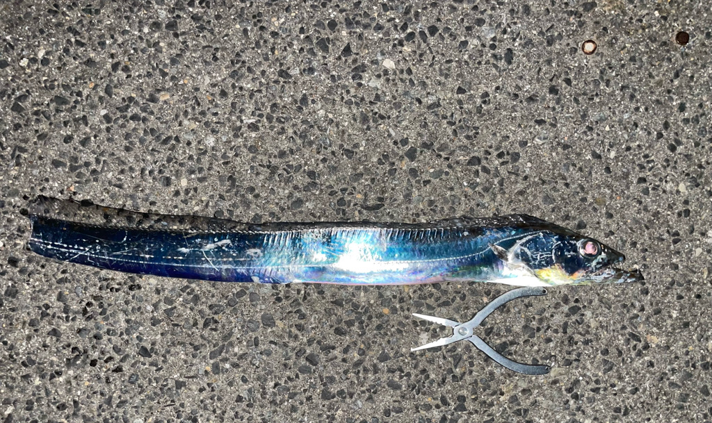 尻尾どこいった