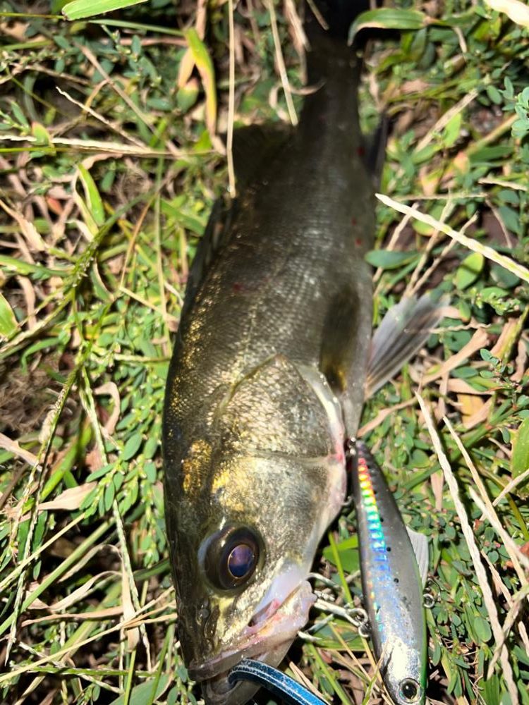 バイブレーションジャーク！