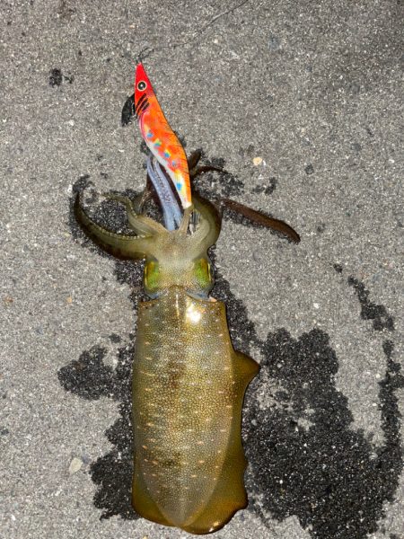 仕事終わりまたもやエギング！