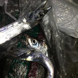 太刀魚の当たりは沢山！