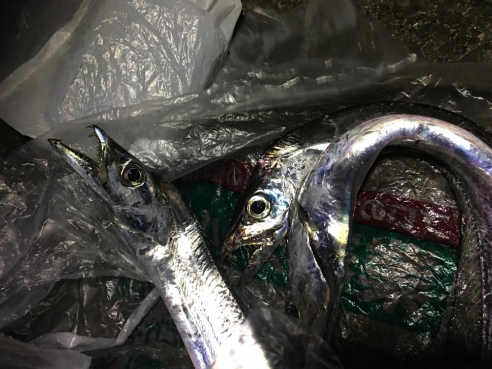 太刀魚の当たりは沢山！