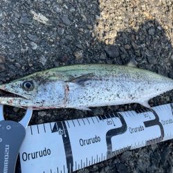 高速ジャークで鰆族！