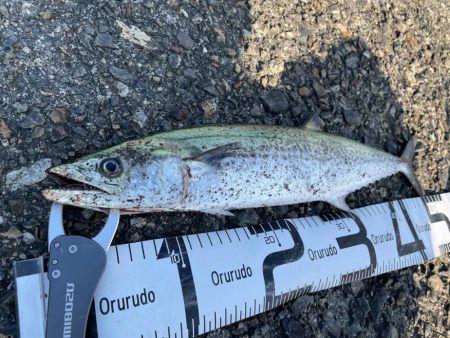 高速ジャークで鰆族！