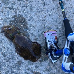 インチキエギング