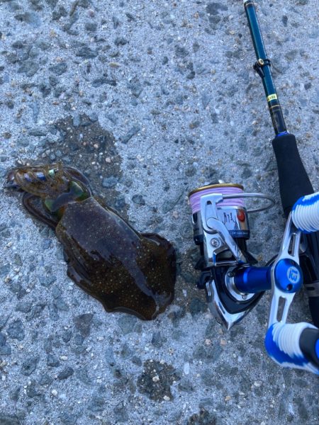 インチキエギング