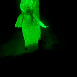 久しぶりのヒラ