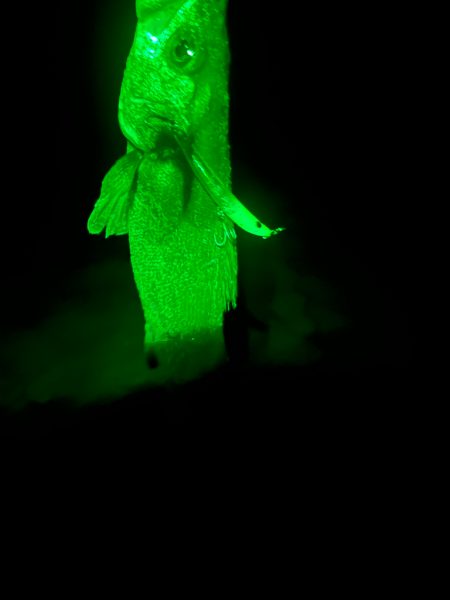 久しぶりのヒラ