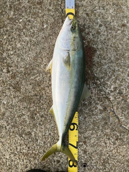 @未熟なファイトの代償