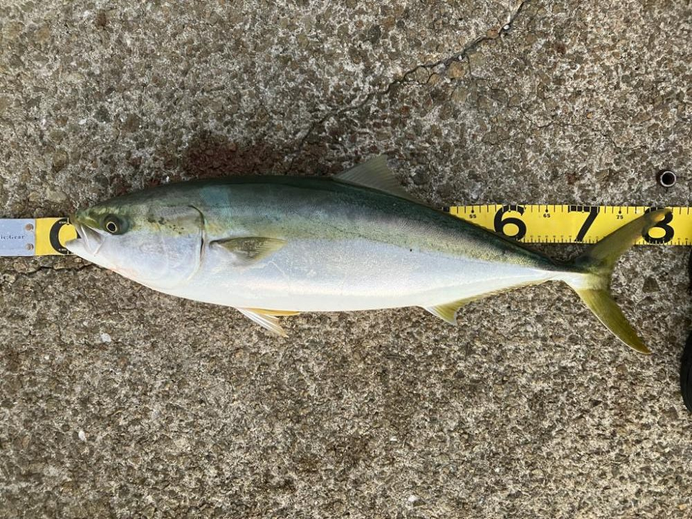 @未熟なファイトの代償