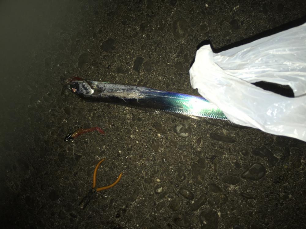 小さな太刀魚