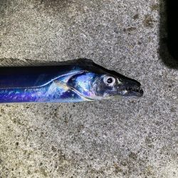 暴風でタチウオ爆釣