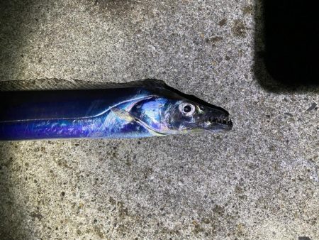 暴風でタチウオ爆釣