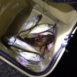 南紀のアジング！！