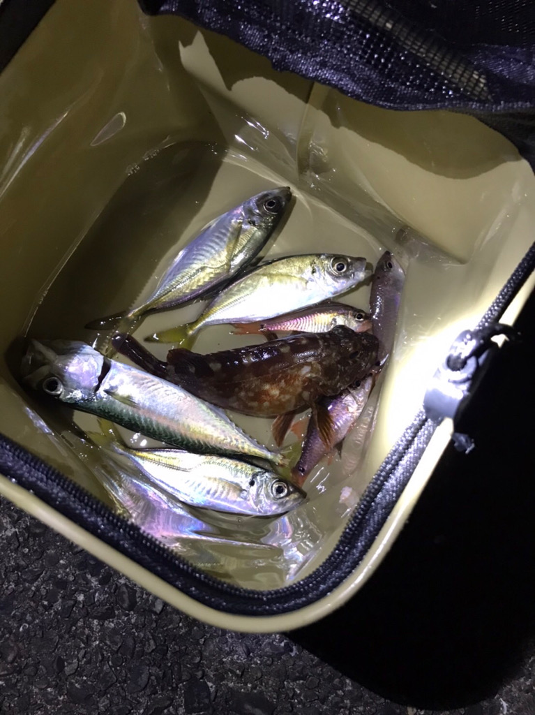 南紀のアジング!!