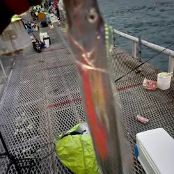 とっとパーク小島でタチウオ爆釣！！