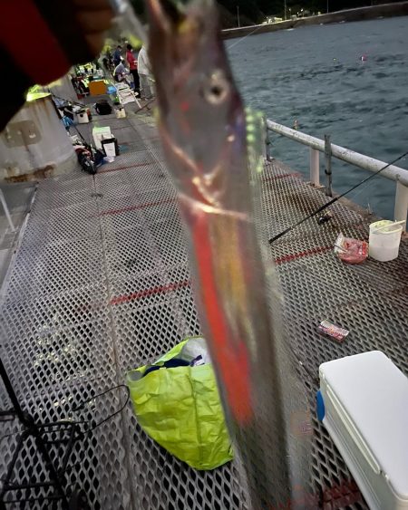 とっとパーク小島でタチウオ爆釣！！