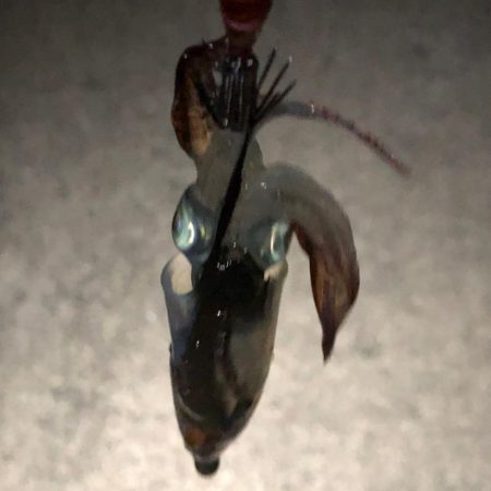 今年初のテクビイカ