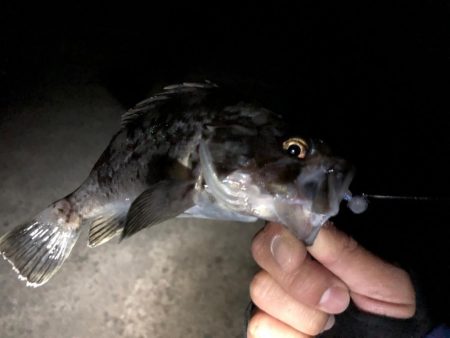 近所の漁港にて