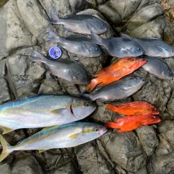 お久しぶりなグレ‼︎