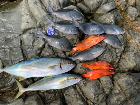 お久しぶりなグレ‼︎