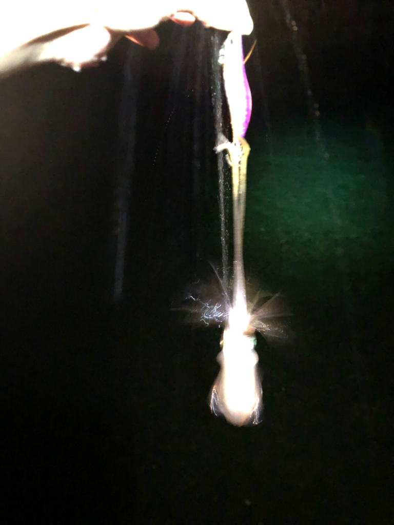 困った時はサーフ！