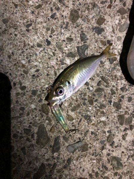 プラグでもアジ