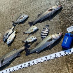 まだまだ小さいサイズが釣れもう少しで良い型…