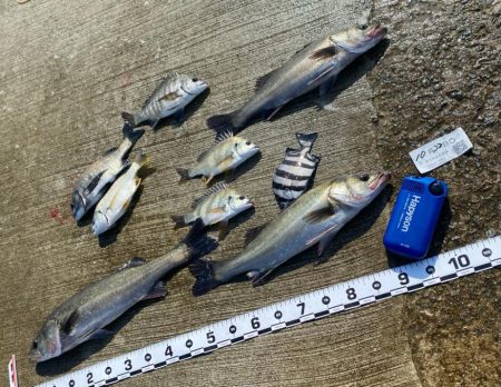 まだまだ小さいサイズが釣れもう少しで良い型…