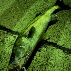 紀南のモンスターと五目釣り