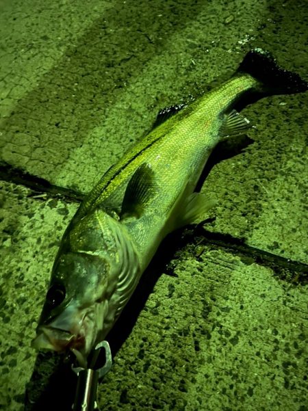 紀南のモンスターと五目釣り