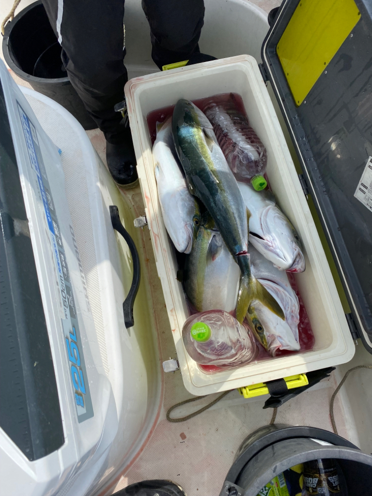 ジギング　ノマセ　メジロ