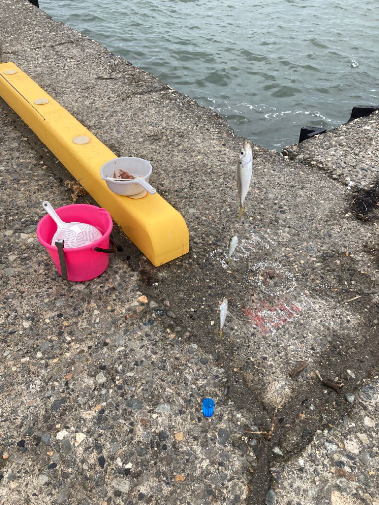 久しぶりの場所でサビキ釣り