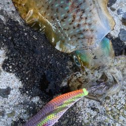 隠岐島秋イカゲット!